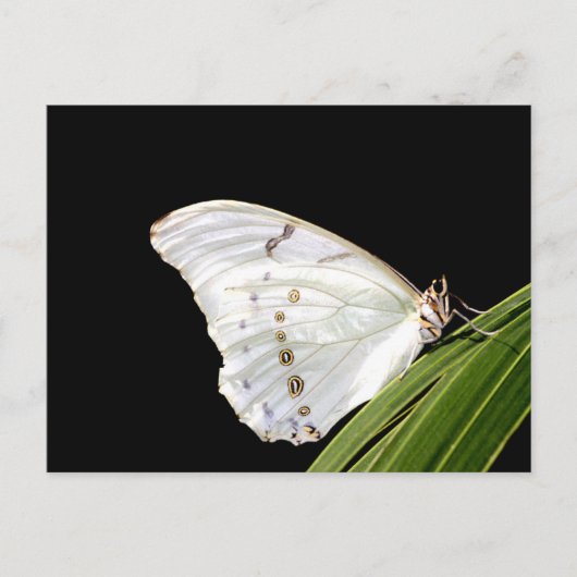 Witte Morpho-vlinder op blad Briefkaart (Voorkant)