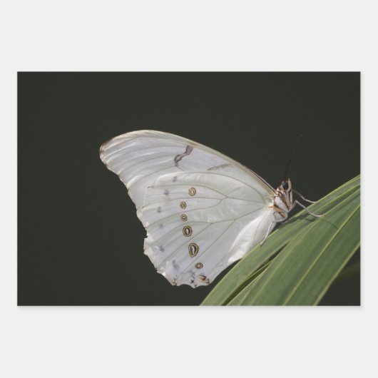Witte Morpho-vlinder op blad Inpakpapier Vel (Voorkant 2)