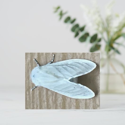 Witte Mot Insect Briefkaart (Staand voorkant)