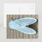 Witte Mot Insect Briefkaart (Voorkant / Achterkant)