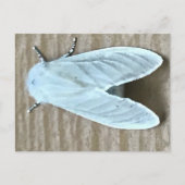 Witte Mot Insect Briefkaart (Voorkant)