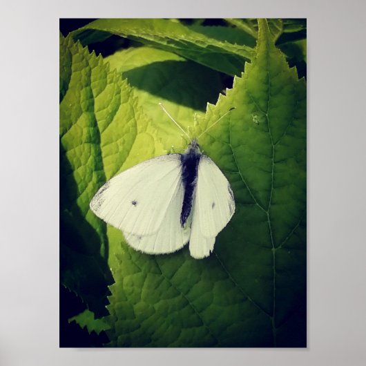 Witte mot. poster (Voorkant)