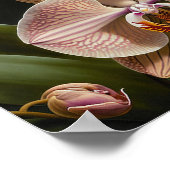 Witte Moth Orchidee Bloemen Kunstprint Poster (Hoek)