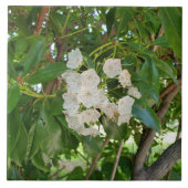 Witte Mountain Laurel-bladeren bij zonsondergang Tegeltje (Voorkant)