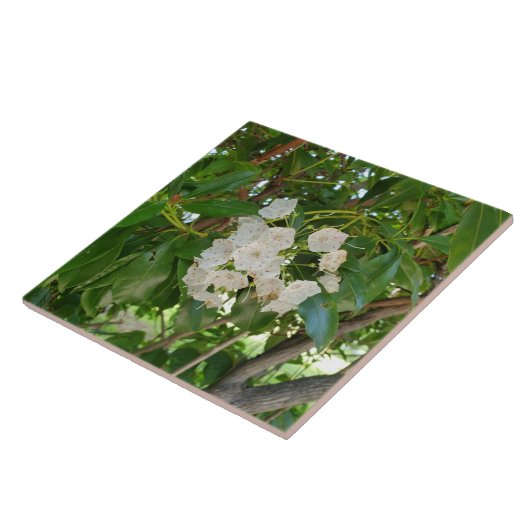 Witte Mountain Laurel-bladeren bij zonsondergang Tegeltje (Zijkant)