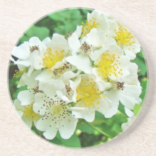 Witte multiflora Rozen Wilde bloem Zandsteen Onderzetter