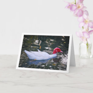 Witte Muscovy eend Kaart