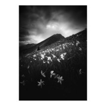 Witte narcis bloemen in het donker