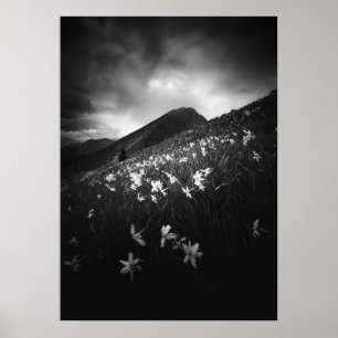 Witte narcis bloemen in het donker poster