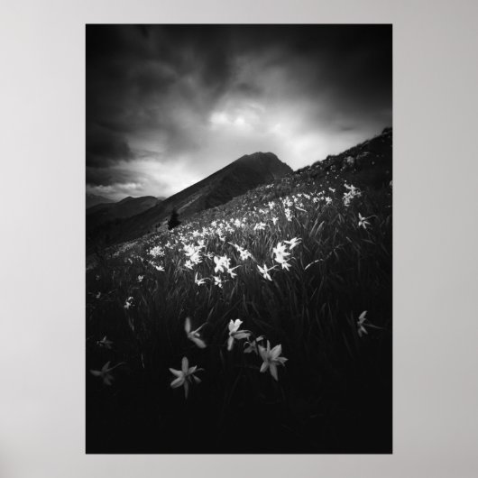 Witte narcis bloemen in het donker poster (Voorkant)