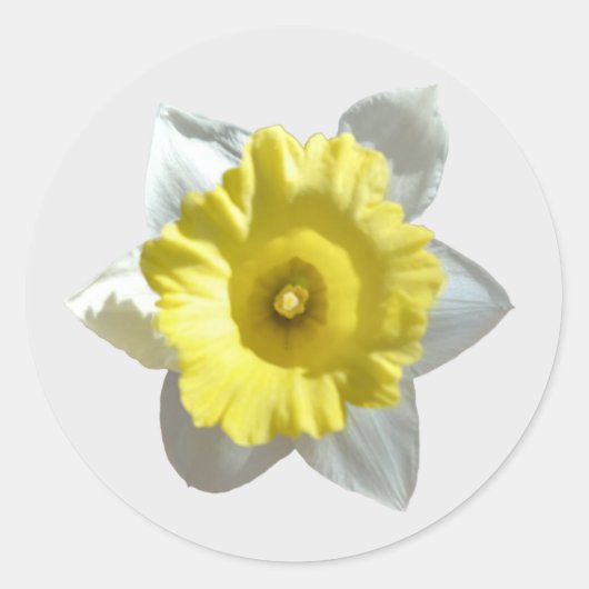 Witte Narcis Stickers (Voorkant)
