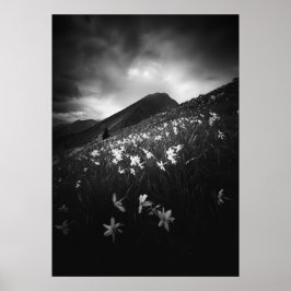 Witte narcissen bloemen in het donker poster