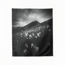 Witte narcissen bloemen in het donker