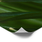 witte narcissen poster (Hoek)