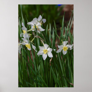witte narcissen poster
