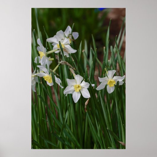witte narcissen poster (Voorkant)