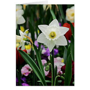 Witte Narcissus