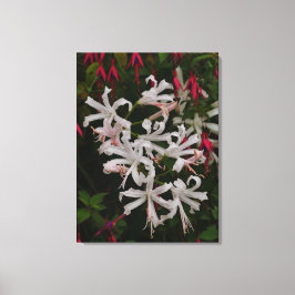 Witte Nerine Bloemen Canvasprint Canvas Afdruk