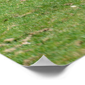 Witte neusgrassen poster (Hoek)