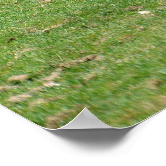 Witte neusgrassen poster (Hoek)