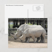 witte neushoorn briefkaart (Voorkant / Achterkant)