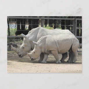 witte neushoorn briefkaart