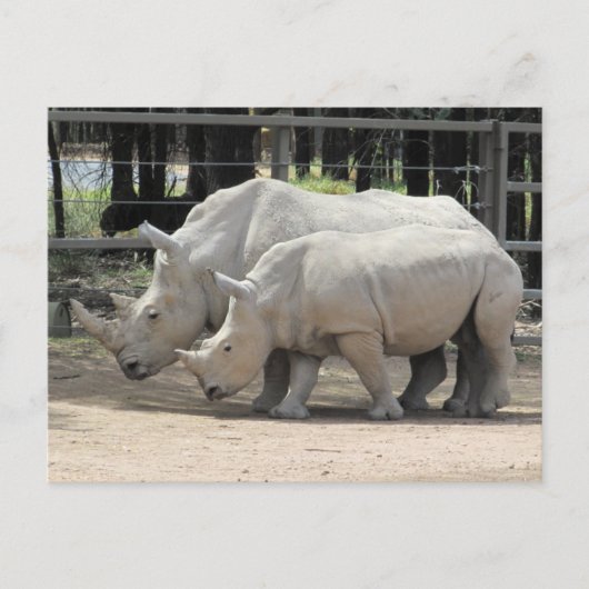 witte neushoorn briefkaart (Voorkant)