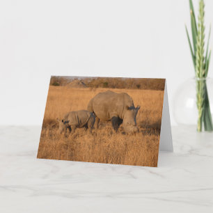 WITTE NEUSHOORN MOEDER EN KALF KAART