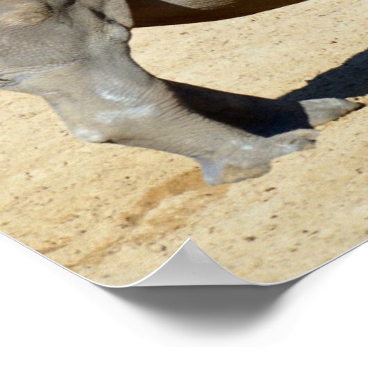 Witte neushoorn op zand poster (Hoek)