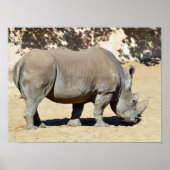 Witte neushoorn op zand poster (Voorkant)