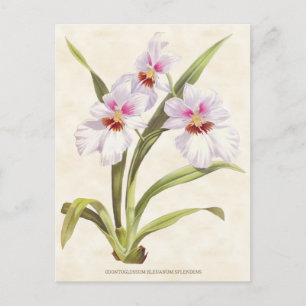 Witte Odontoglossum Orchidee  Botanisch Briefkaart