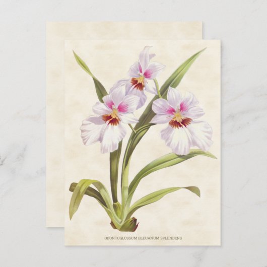 Witte Odontoglossum Orchidee  Botanisch Briefkaart (Voorkant / Achterkant)