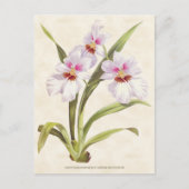 Witte Odontoglossum Orchidee  Botanisch Briefkaart (Voorkant)