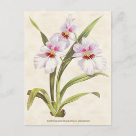 Witte Odontoglossum Orchidee  Botanisch Briefkaart