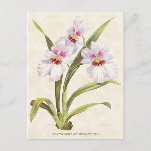 Witte Odontoglossum Orchidee  Botanisch Briefkaart (Voorkant)