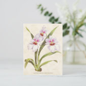 Witte Odontoglossum Orchidee  Botanisch Briefkaart (Staand voorkant)