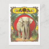 Witte olifant briefkaart (Voorkant)