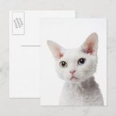 Witte, onbevlekte kat 2 briefkaart (Voorkant / Achterkant)