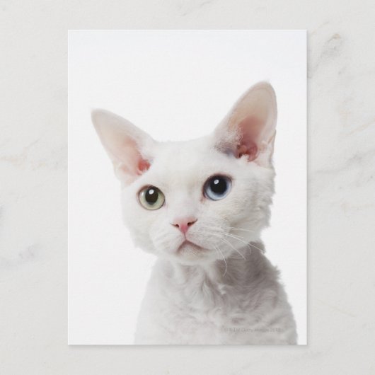 Witte, onbevlekte kat 2 briefkaart (Voorkant)