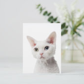 Witte, onbevlekte kat 2 briefkaart (Staand voorkant)