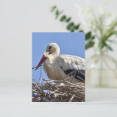 Witte ooievaar briefkaart (Staand voorkant)