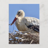 Witte ooievaar briefkaart (Voorkant)