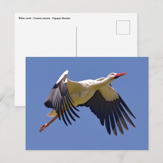 Witte ooievaar briefkaart (Voorkant / Achterkant)