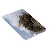 witte ooievaar in het nest magneet (Rechterzijde)
