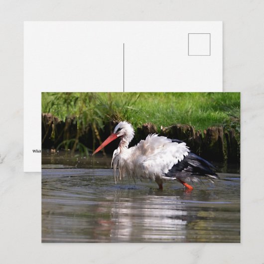 Witte ooievaar in water briefkaart (Voorkant / Achterkant)