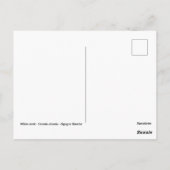 Witte ooievaar in water briefkaart (Achterkant)