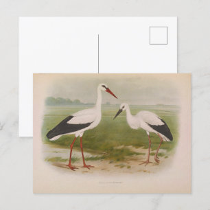 Witte ooievaar - jong en volwassen, Illustraties Briefkaart