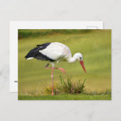 Witte ooievaar op gras briefkaart (Voorkant / Achterkant)
