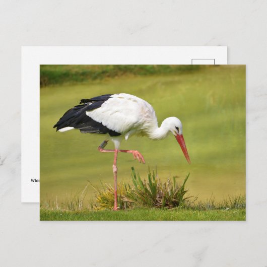 Witte ooievaar op gras briefkaart (Voorkant / Achterkant)