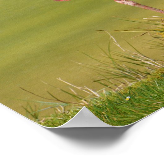 Witte ooievaar op gras poster (Hoek)